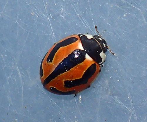 Coccinella miranda